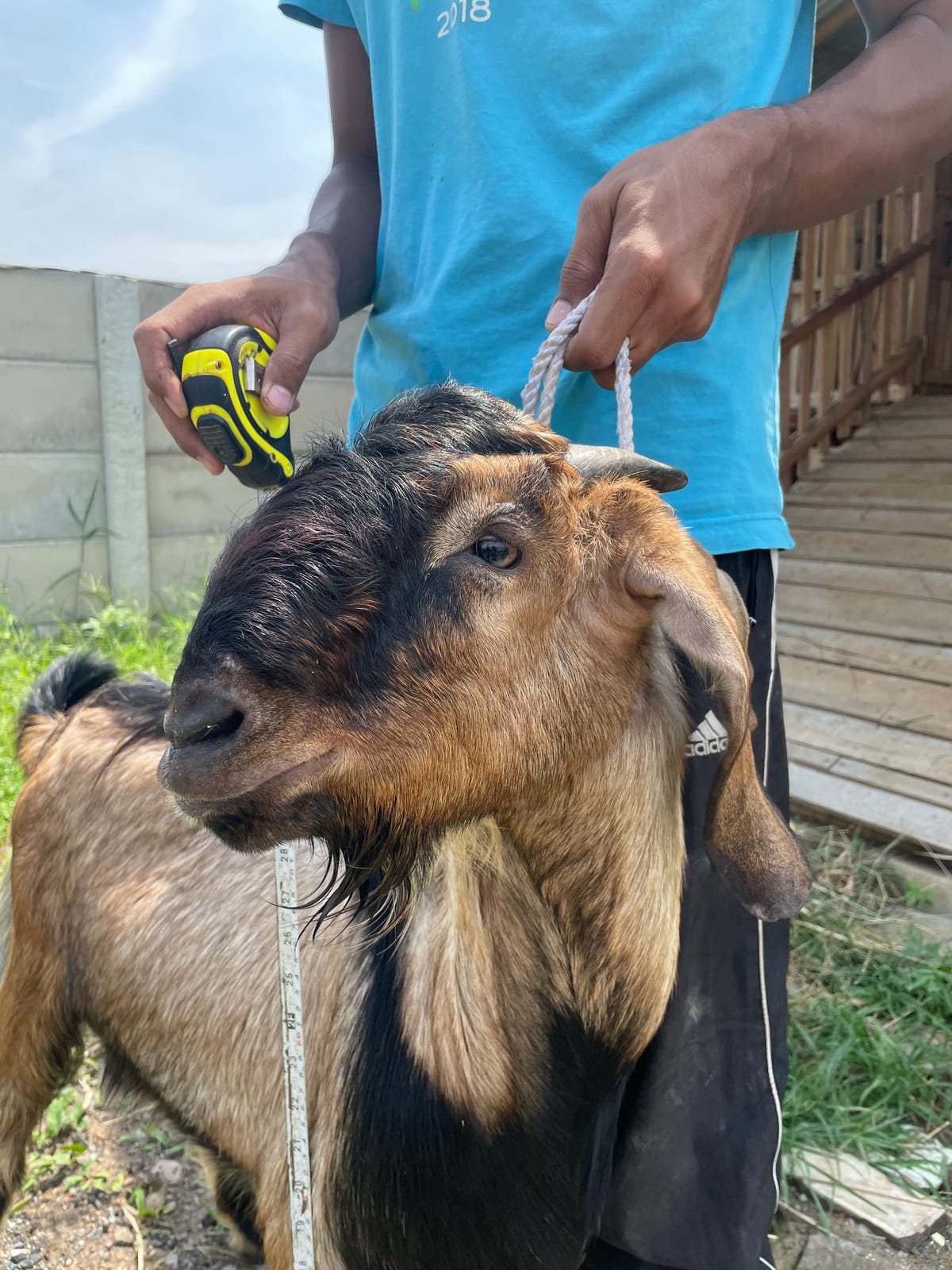 Jawarandu Jerabang 10